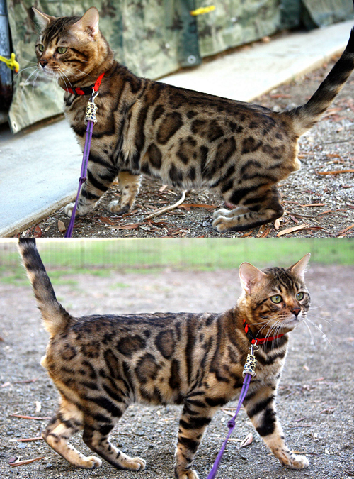 Bengal Kitten