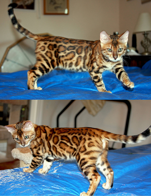 Bengal Kitten