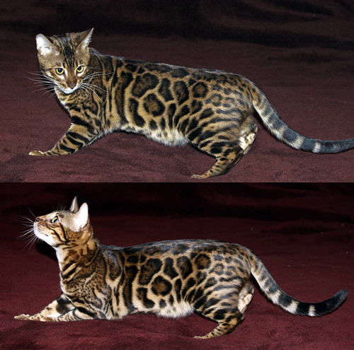 Bengal Kitten