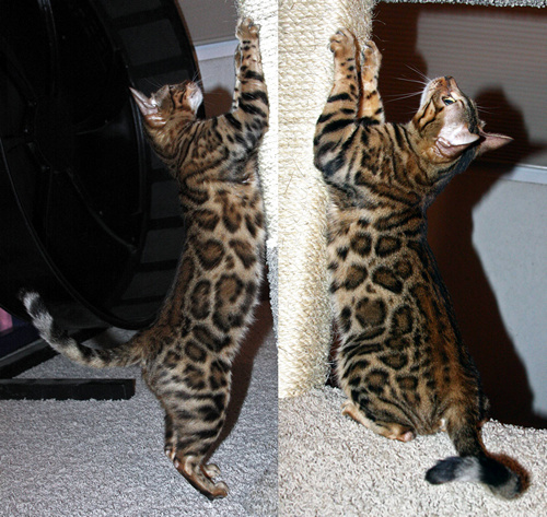 Bengal Cat