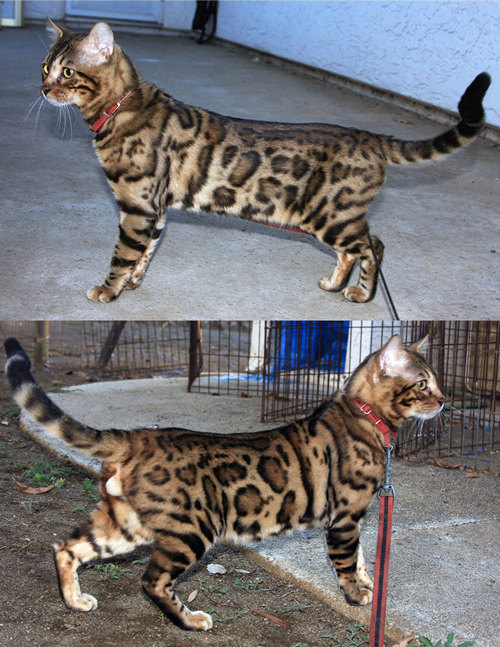Bengal Kitten