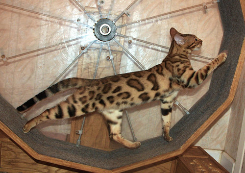 Bengal Cat