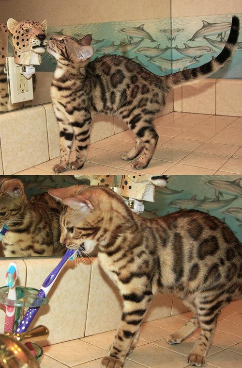 Bengal Kitten
