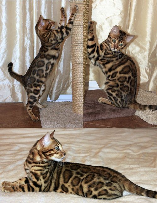 Bengal Kittens for sale