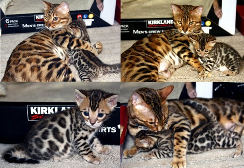 Bengal Kittens For Sale