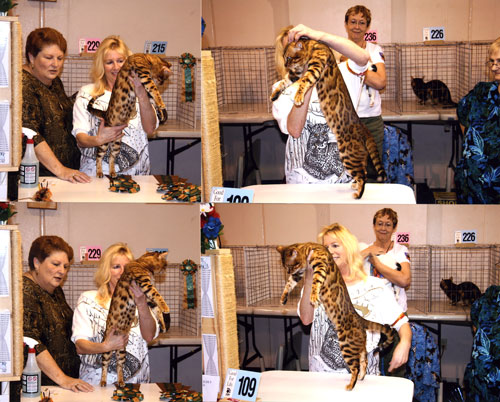 Bengal Cat Bengal Cat