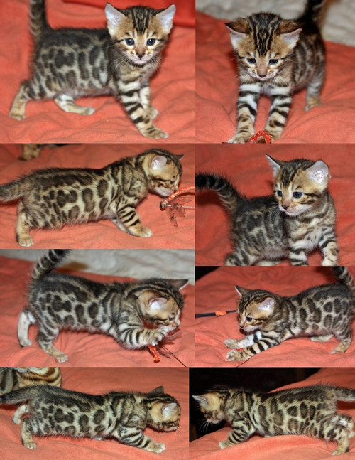 Bengal Kittens for sale