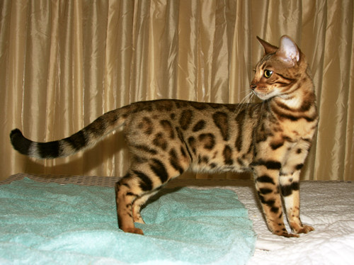 Bengal Kitten