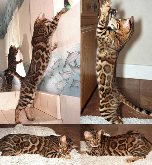 Bengal Kittens