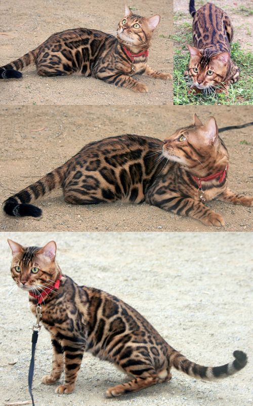 Bengal Kittens