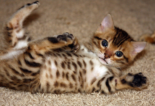 Bengal Kittens