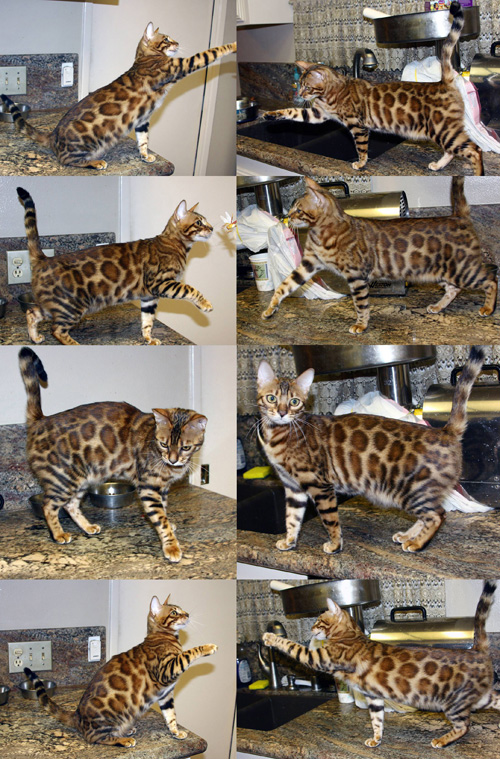 Bengal Kittens