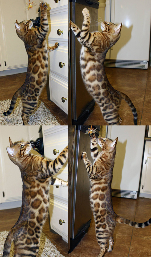 Bengal Kittens