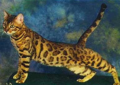 California Bengal Cat
