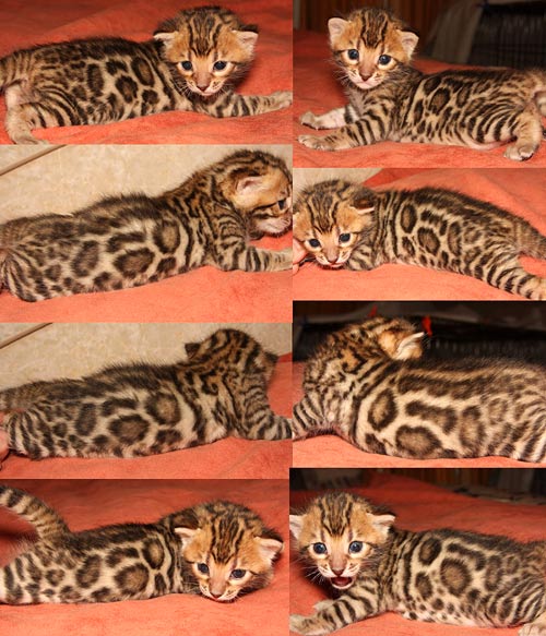 Bengal Kittens