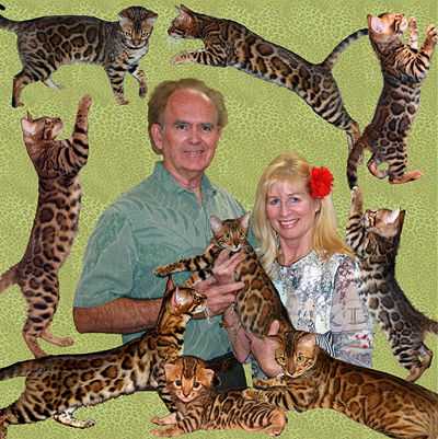 Bengal Cats - San Diego County Bengal Cat Breeder