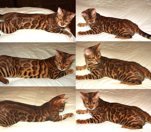 Bengal Kittens