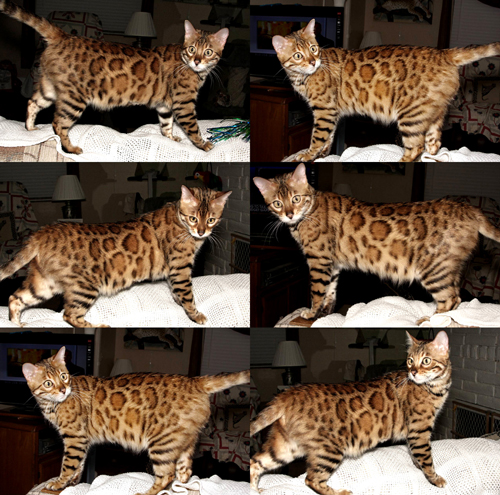Bengal Kittens