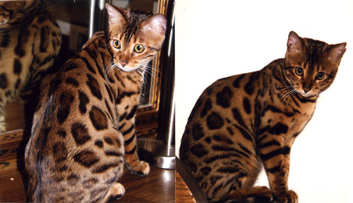 Bengal Kittens