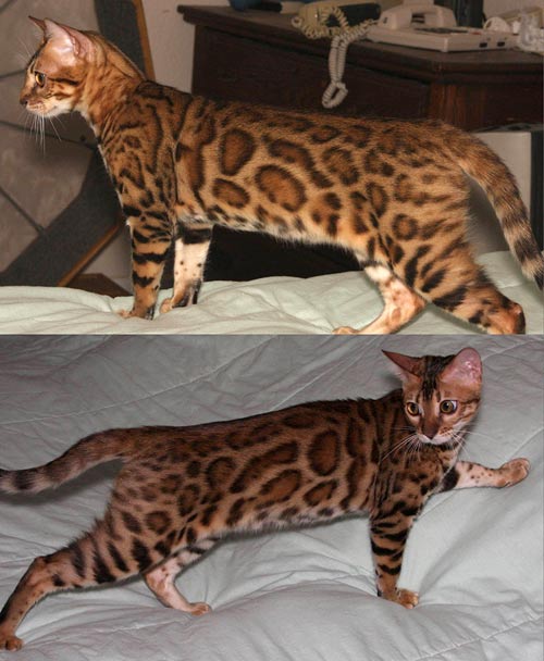 Bengal Cat Bengal Cat