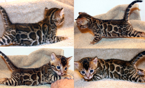 Bengal Cat