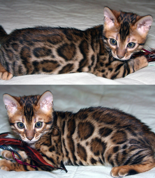 Bengal Cat