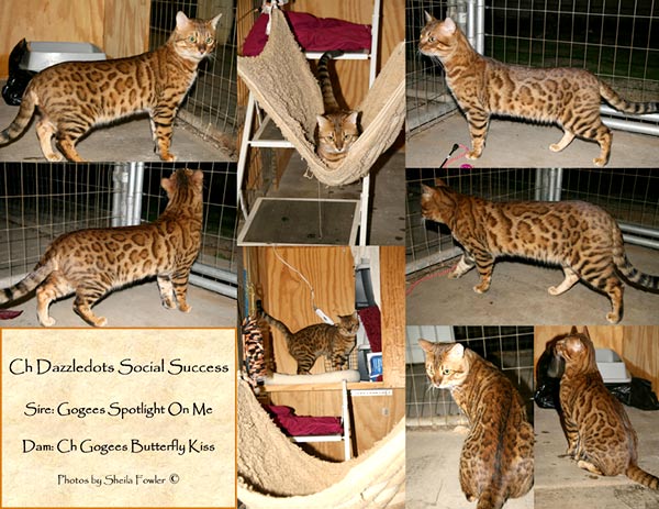 Bengal Cat Bengal Cat