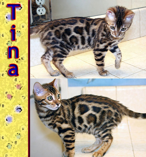 Bengal Cat Bengal Cat
