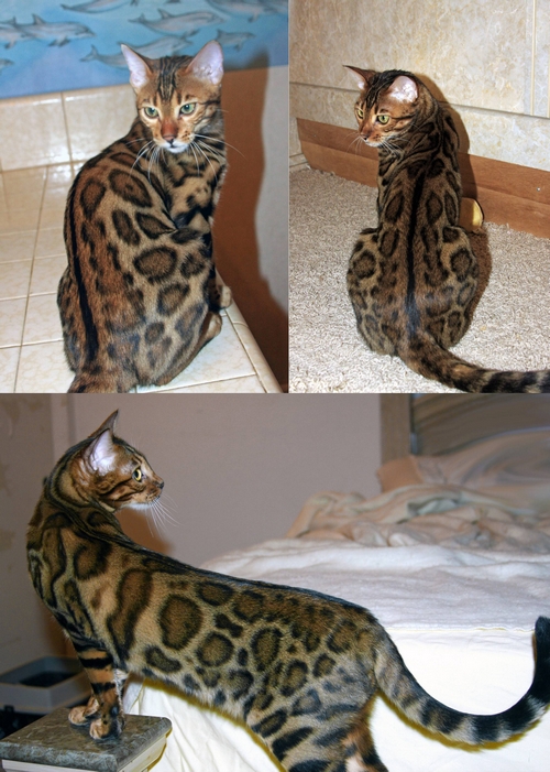 Bengal Kittens for sale