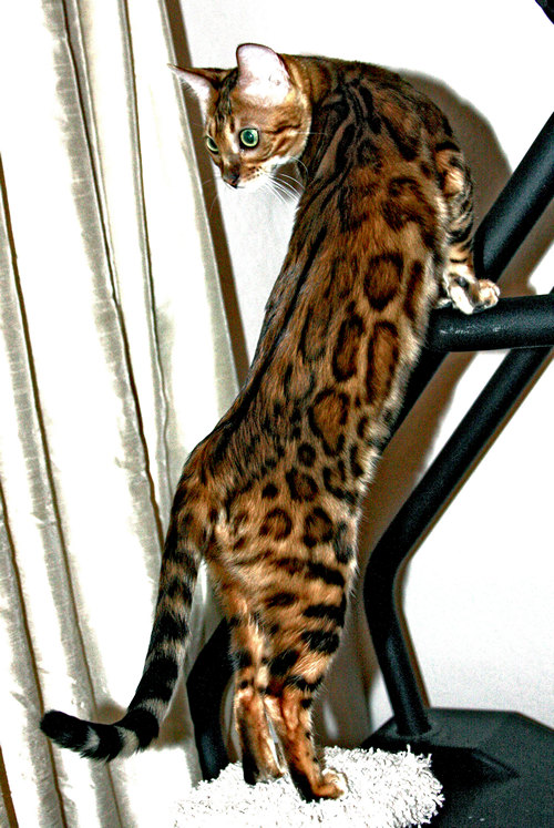 Bengal Kitten