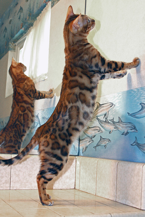 Bengal Kitten