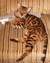 Summermist Bengals