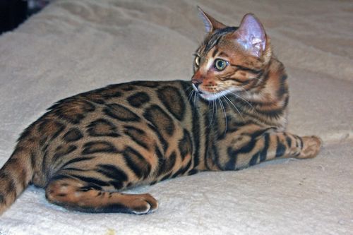 Bengal Kittens for sale