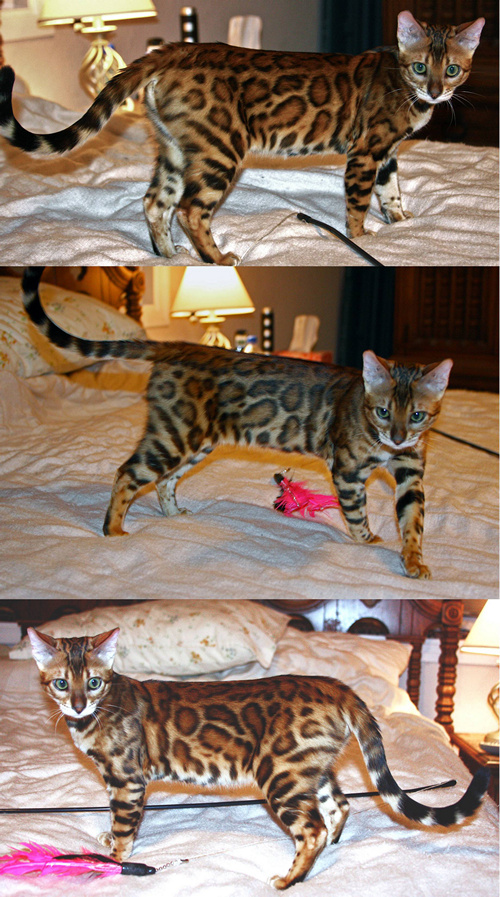 Bengal Kitten