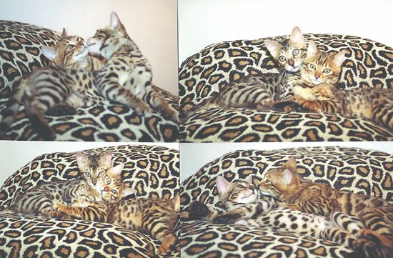 Bengal Kittens