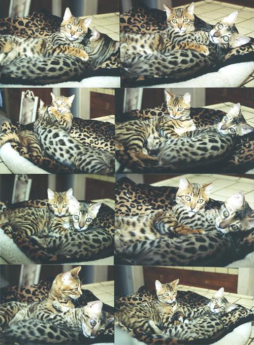 Bengal Kittens