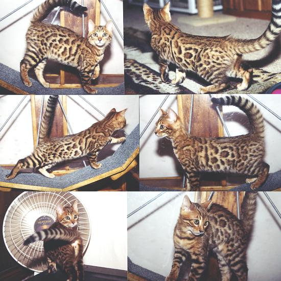 Bengal Kittens