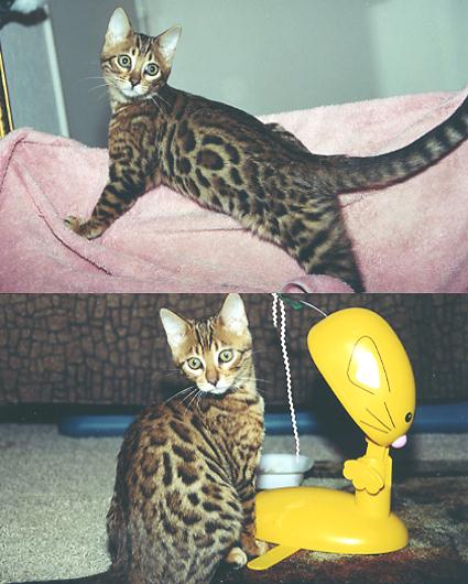 Bengal Kittens