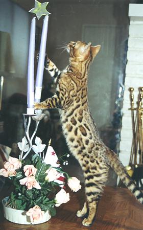 Bengal Kittens