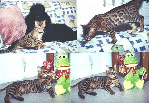 Bengal Kittens