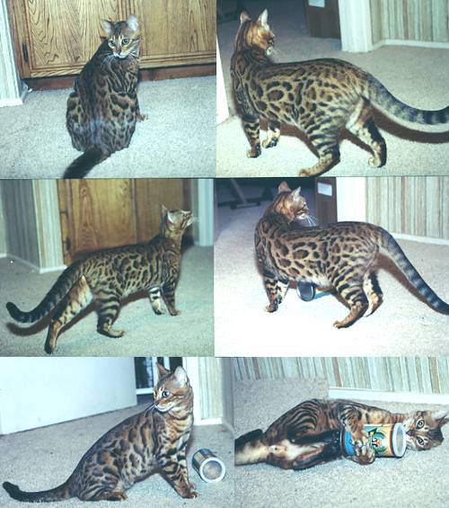 Bengal Kittens