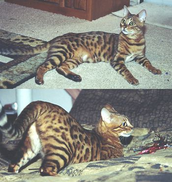 Bengal Kittens