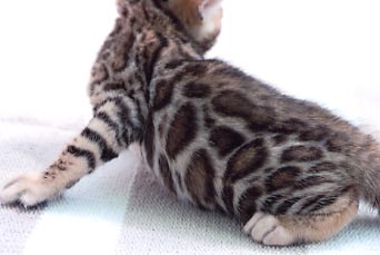 Bengal Cat Bengal Cat