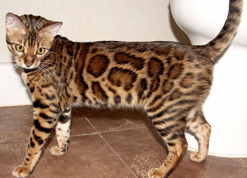 Bengal Kittens