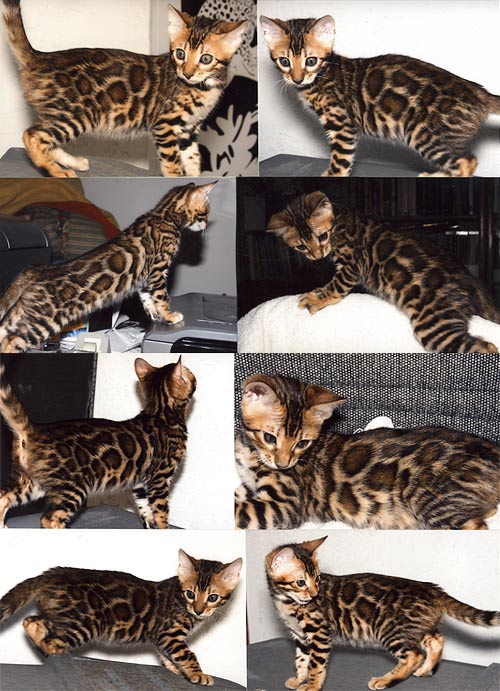 Bengal Kittens