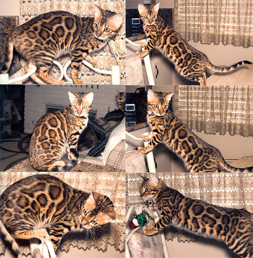 Bengal Kittens