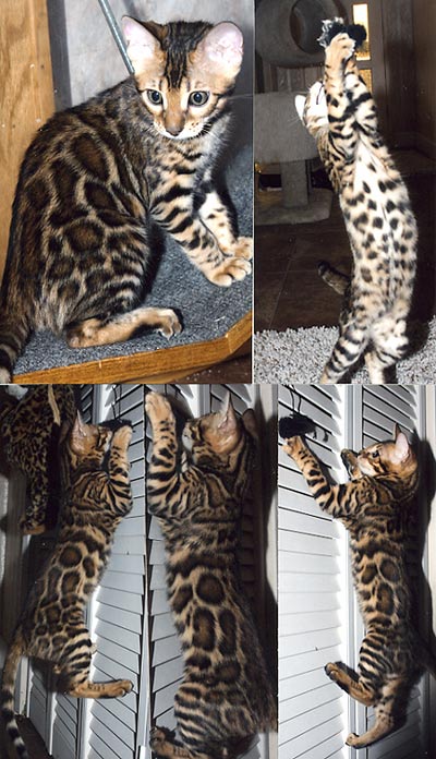 Bengal Kittens