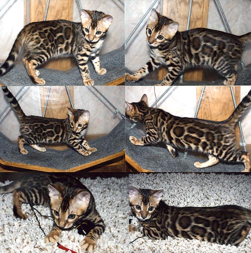 Bengal Kittens