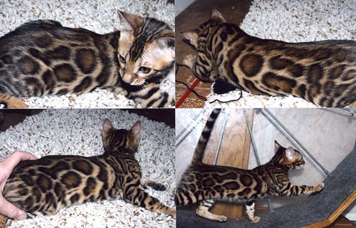 Bengal Kittens