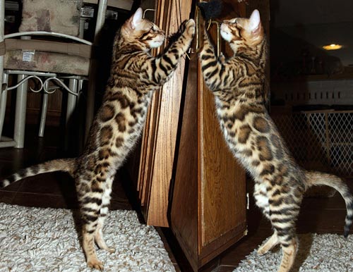 Bengal Kittens